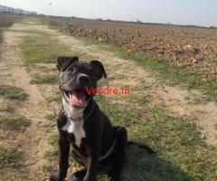 chien a vendre en tunisie  pit bull