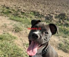 chien a vendre en tunisie  pit bull