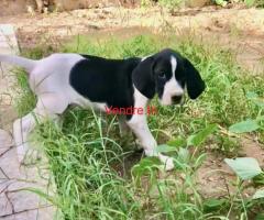 chiot de chasse Pointer pure race